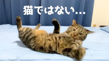 ふくちゃんは猫ではありませんでした…【てん動画】