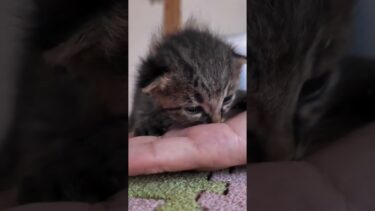 子猫がかわい過ぎる!「ねこねこチャンネル」さんの家に遊びに行ってきました【感動猫動画】