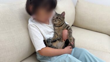 女の子が初めて子猫に会いに来たら仲良くなりすぎてまさかのこうなっちゃいました…笑【もちまる日記】