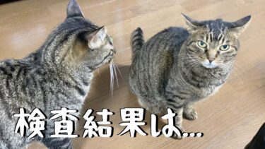 体調不良の飼い主の病院での検査結果が…【てん動画】