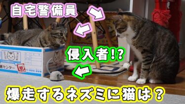 猫に暴走するネズミのおもちゃを見せてみたら…☆ラジコン『ゴーゴーマウス2』に二匹の反応は？前編 【リキちゃんねる　猫動画】 キジトラ 猫のいる暮らし