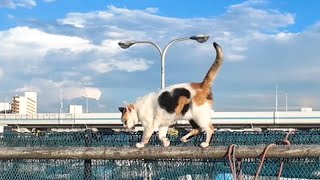 ハートマークの三毛猫ちゃん、物置の上から降りてきて腰トントンを要求する【感動猫動画】