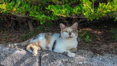 草むらの日陰で寝ていた三毛猫ちゃん、撫でると足元にするよってきた【感動猫動画】