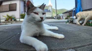 漁港の街の路地裏の猫【感動猫動画】