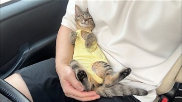 手術を乗り越えて退院した子猫と再会したら安心してこうなっちゃいました…【もちまる日記】