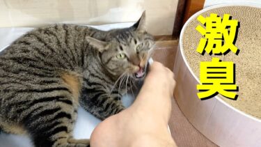 猫が飼い主の臭すぎる足の匂いを嗅いだ結果…【てん動画】