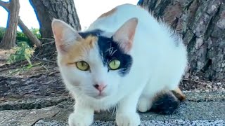 海辺の公園の三毛猫ママ、今日は1人でノンビリしてました【感動猫動画】