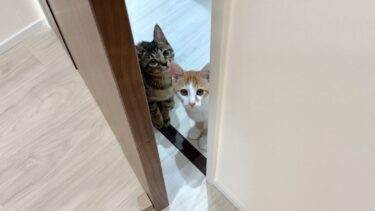 遊んでほしくなるとドアの隙間からおねだりしにくる猫たちがかわいすぎました…笑【もちまる日記】