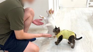 里親になる父が保護した子猫たちと初めて対面したらまさかの展開になりました…【もちまる日記】