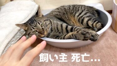 飼い主が突然 目の前で死亡したときの猫の反応が酷すぎた…【てん動画】