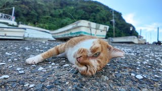 港の猫ちゃんゴロンゴロン転がってカワイイ【感動猫動画】