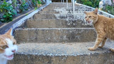 猫島の神社に階段下で出会った猫と参拝してきた【感動猫動画】