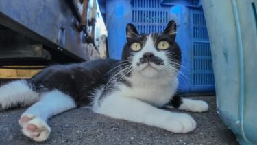 漁港に行くといつもの様にハートの三毛猫と髭のハチワレ猫がやって来た【感動猫動画】