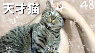 飼い主の金玉を破壊するため緻密な計算で金的攻撃をする狂暴猫…【てん動画】