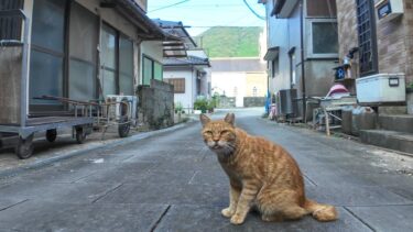 漁港の街の路地裏にいた茶トラ猫をナデナデしてきた【感動猫動画】