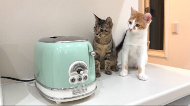 トースターから食パンが飛び出してきたときの子猫たちのリアクションが100点すぎましたw【もちまる日記】