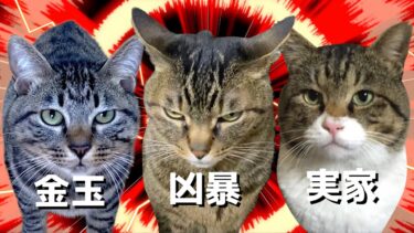 【金玉猫と凶暴猫と実家猫】”メドレー”「Official Music Video」【てん動画】