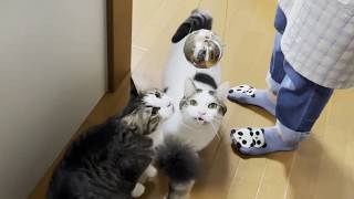 秀吉お誕生日ライブの飾りつけを手伝ってると信じたい猫【ひのき猫】