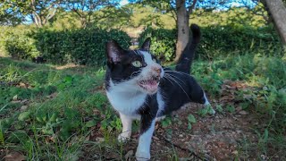 公園の芝生で寝ていたハチワレ猫ちゃん、起きてモフられにきた【感動猫動画】