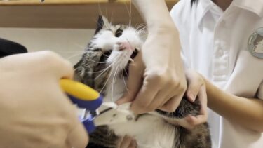 あの甘えん坊だった猫が不良になってしまいました【ひのき猫】