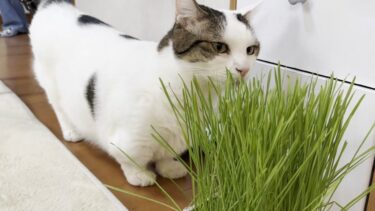 存在感ゼロの猫草にまたたびスプレーをかけてみたら・・・【ひのき猫】