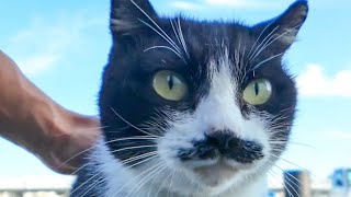 倉庫の下に隠れる猫を撮っていたら髭のハチワレ猫ちゃんがモフられに来た【感動猫動画】