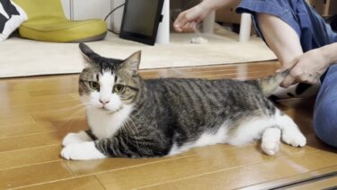 ナデナデ、ゴロンからのグルグル回されてゴロゴロ喜ぶ猫【ひのき猫】