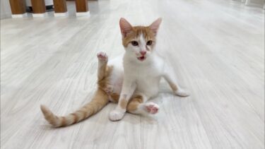 去勢後に自分のたまたまが無くなったことに気づいた子猫がこうなっちゃいました…【もちまる日記】