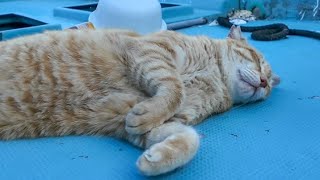 漁港に置いてある舟の中で寝ている猫【感動猫動画】