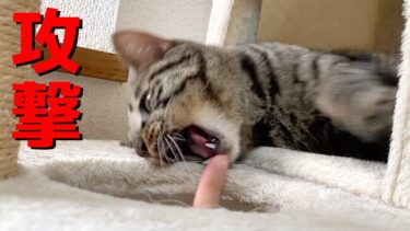 縄張りに侵入すると絶対に攻撃してくる狂暴猫…【てん動画】