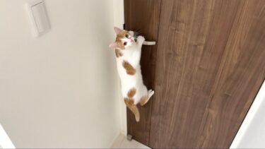 ついに子猫が自分でドアを開けることを覚えてしまってこうなってました…【もちまる日記】