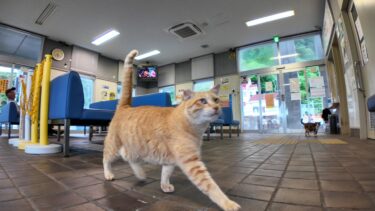 雨の日の切符売場に行くと誰も来ないので寂しがる猫が駆け寄ってくる【感動猫動画】