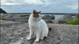 防波堤の上の猫ちゃんは超絶甘えん坊【感動猫動画】