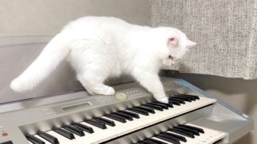 猫を姉の家に連れて行ったらやりたい放題してました…笑【ポムさんとしまちゃん / ねこべや】