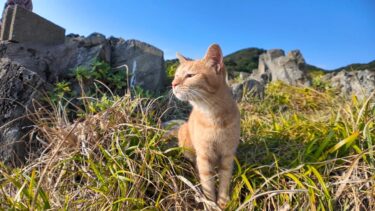 海辺で出会った猫と崖っぷちの祠にお参りした【感動猫動画】