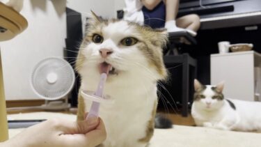 キンキンに冷えたちゅーるアイスは苦手な猫【ひのき猫】