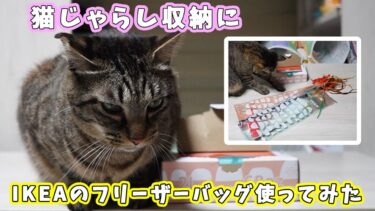 IKEAのフリーザーバッグが猫じゃらし入れに使えるんじゃない！？　ベコスタ（BEKOSTA）でおもちゃ収納 【リキちゃんねる　猫動画】 キジトラ 猫のいる暮らし