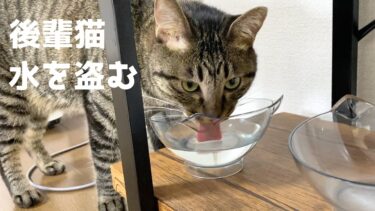 先住猫の飲み水を盗む後輩猫…【てん動画】