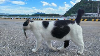 港の猫ちゃん漁船に魚をもらってお魚パーティです【感動猫動画】