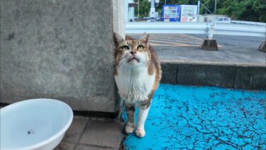 フェリー乗り場で水を飲んでいた三毛猫ちゃんを撫でる【感動猫動画】