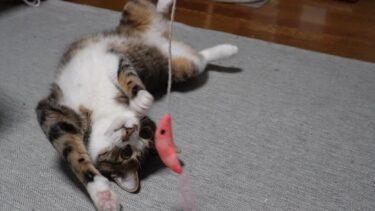 エビをくわえてトンネルをぐるぐる周回する猫が可愛すぎ!!えびのねこじゃらしが大好きなゴマちゃん　【リキちゃんねる　猫動画】 キジトラ 猫のいる暮らし