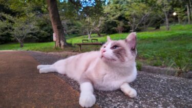 夕方の公園遊歩道で寝転ぶ猫を撫でる【感動猫動画】