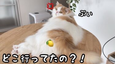 仕事で久しぶりに家をあけたら猫がふてくされながら待っていて可愛すぎた！【猫のレモンちゃんねる】