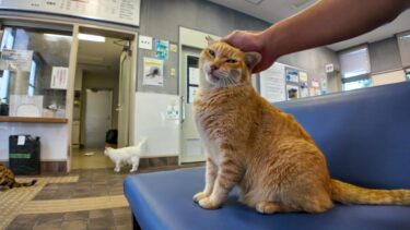 雨の日にフェリー乗り場に行くと入ってすぐ駆け寄ってくる猫がいて愉しい【感動猫動画】