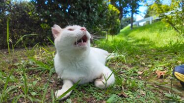 公園の植込みの裏の日陰で休む猫をナデナデしてきた【感動猫動画】