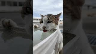 水を飲む三毛猫ちゃんを見ていたらよく喋る猫も参戦してきた【感動猫動画】