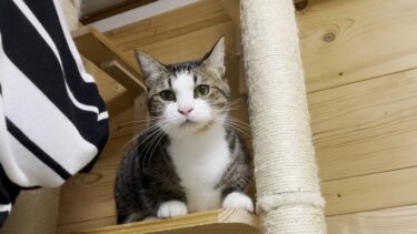 「エエ加減、爪とぎ交換しろや！」と思っていたはずの猫【ひのき猫】