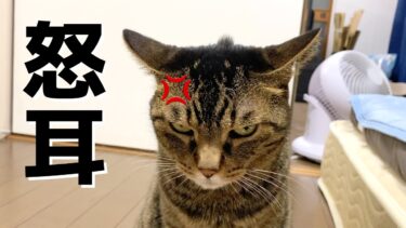 世界で一番イカ耳で頭から鬼の角が生えている凶暴猫…【てん動画】