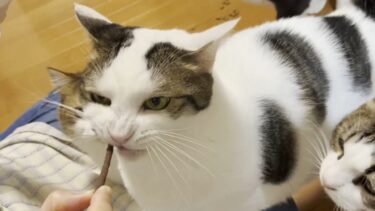 意外！ハムハム食べるのがヘタだった食いしん坊の猫【ひのき猫】