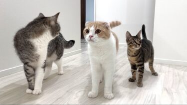 弟が入院して家からいなくなったら猫たちが大騒ぎでこうなっちゃいました…【もちまる日記】